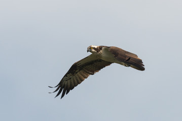 Osprey Hunting Pandion haliaetus
