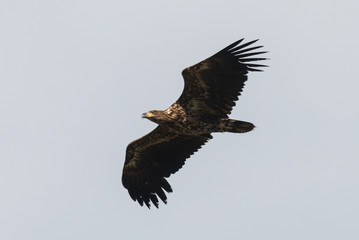 young sea eagle in flight Haliaeetus albicilla