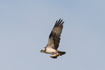 Osprey Hunting Pandion haliaetus