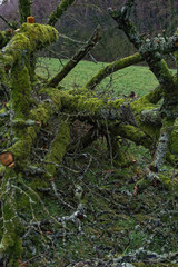 dilapidated tree trunks in nature, close up