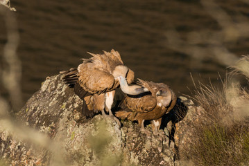Griffon vulture Gyps fulvus in Extremadura