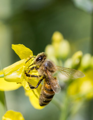 Abeille butine colza