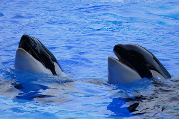 Fototapeta premium LES ORQUES