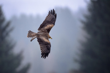 Black Kite - Milvus migrans, beautiful brown raptor from European forest. Birdwatching. Falconry.