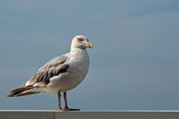 Ritratto di spazzino del mare