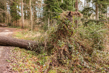 Big tree fallen across the woodland path after a big storm