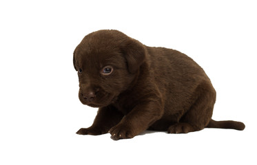 small brown labrador puppy on white background