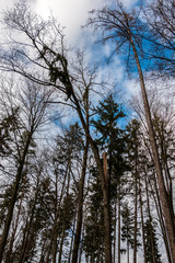 Fototapeta premium Big tree broken in the middle after a big storm