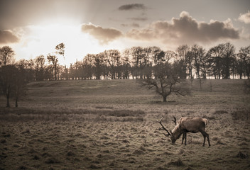 Obraz premium Tatton Park Deer Stag
