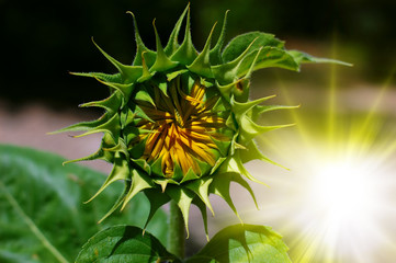 Sunflower bud _ Sunflower Blossom 
  