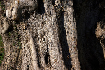 Aged olive tree trunk close-up.
