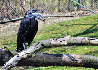 Bucorvus Abyssinicus bird in the park