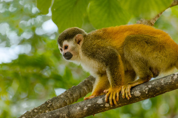 Squirrel Monkey - Costa Rica