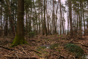 Ground of the forest after a big storm