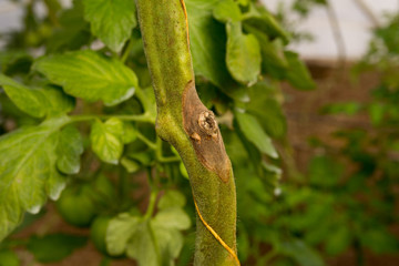 Ataque de botrytis cinérea o moho gris en una herida de poda en  tomate