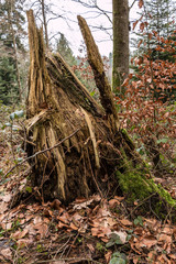 Tree trunk in the middle of the forest
