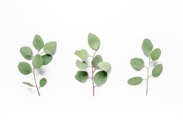 Green leaves eucalyptus populus on white background. Flat lay, top view Green leaf texture. Nature...