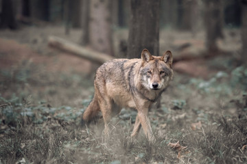 Wolf walking in the Forest