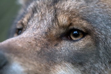 Close-up of a wolf