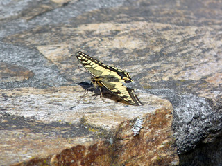 Papillon