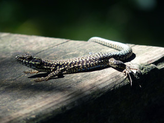 L&eacute;zard