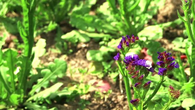 Beautiful plot with a butterfly on blue flowers. With the proboscis butterfly urticaria collects nectar