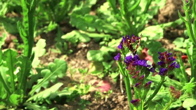Beautiful plot with a butterfly on blue flowers. With the proboscis butterfly urticaria collects nectar