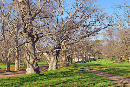 age-old plane trees in the public park of Borghese, Rome
