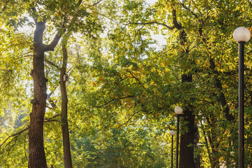 Autumn scenery with dry leaves