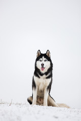 Black and white blue-eyed Siberian husky sit in the snow. Portrait of a dog on a natural background.