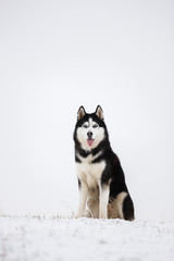 Black and white blue-eyed Siberian husky sit in the snow. Portrait of a dog on a natural background.
