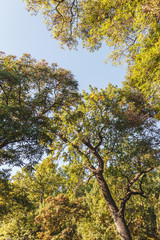 Autumn scenery with dry leaves