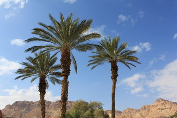 Fototapeta na wymiar Palmen vor dem En Gedi Gebirge am toten Meer in Israel