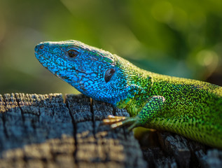 Emerald lizard on a stump