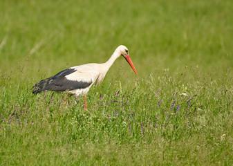 Big stork in the grass
