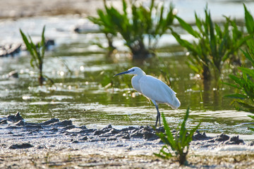 Little egret in a swamp