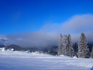 Trees in the snow