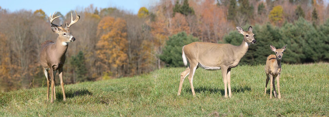 petite famille de cerf