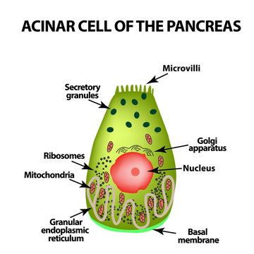 Acinar cell of the pancreas. Acinus. Infographics. Vector illustration on isolated background