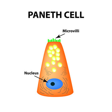The structure of Paneth cells. Davidoff's cell. fographics. Vector illustration on isolated background.