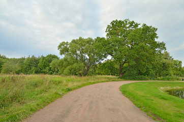 Sunny landscape in the forest.