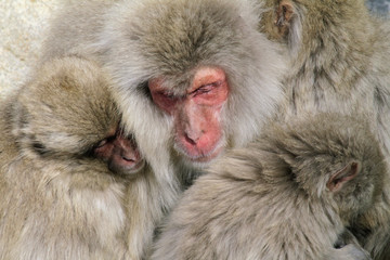 Snow Monkey family near Nagano, Japan