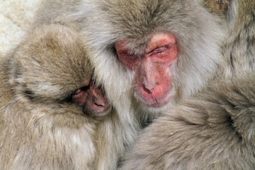 Snow Monkey family near Nagano, Japan
