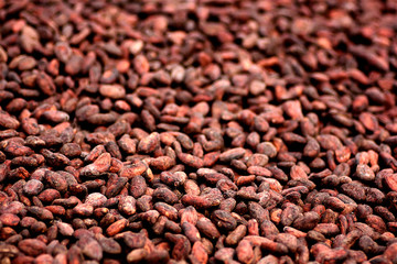 Semillas de cacao  durante el secado