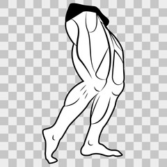 Vector image lower body man. The muscles of the legs on a transparent background