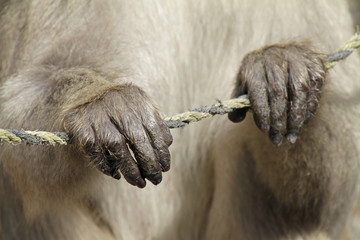 Snow Monkey near Nagano, Japan