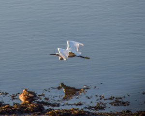 garza comun en elegante vuelo 
