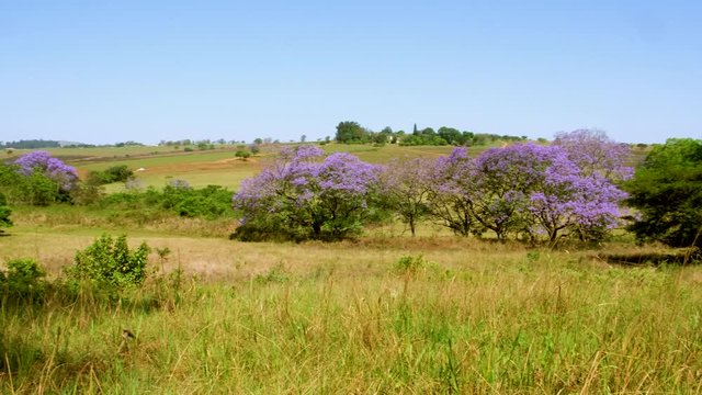 Pan of Swaziland Mantenga nature reserve park