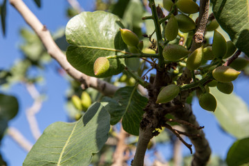 Obraz premium Pistachio in Nature, Khorasan, Iran