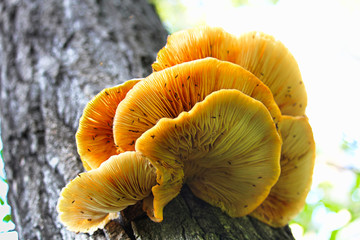Closeup of oyster mushrooms growing on tree